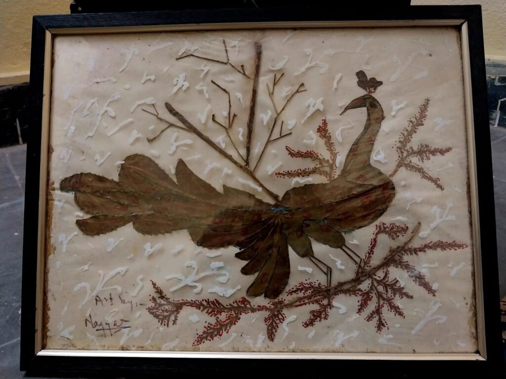peacock medium